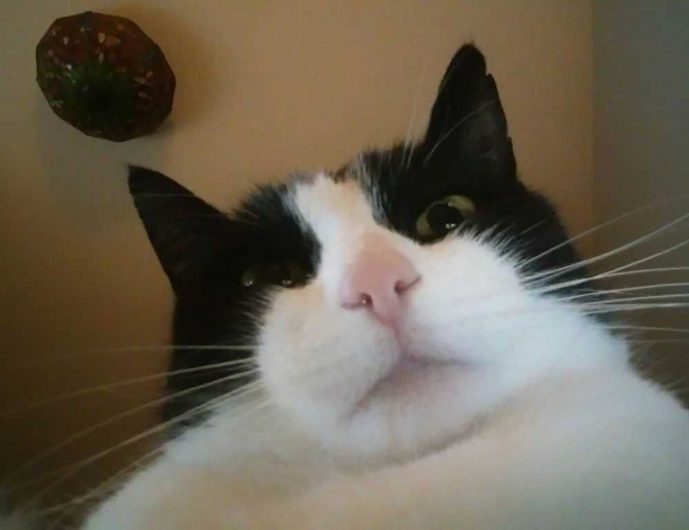 caponecardcreditcards