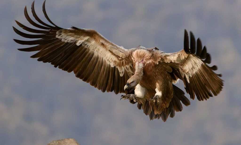 when dorgenven new version released