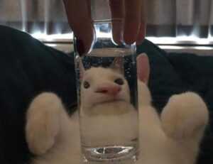 adriana lima top falls down