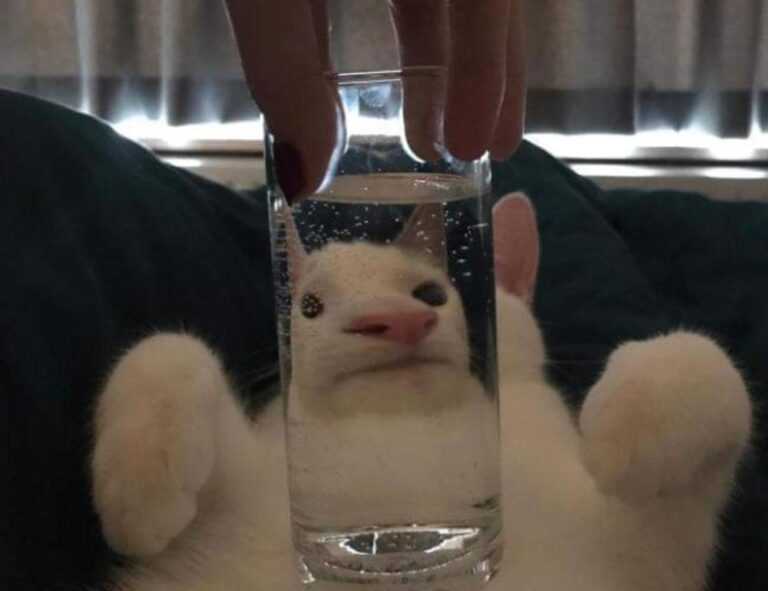 adriana lima top falls down