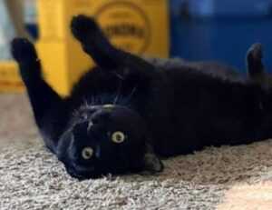 emociones personajes de intensamente para colorear