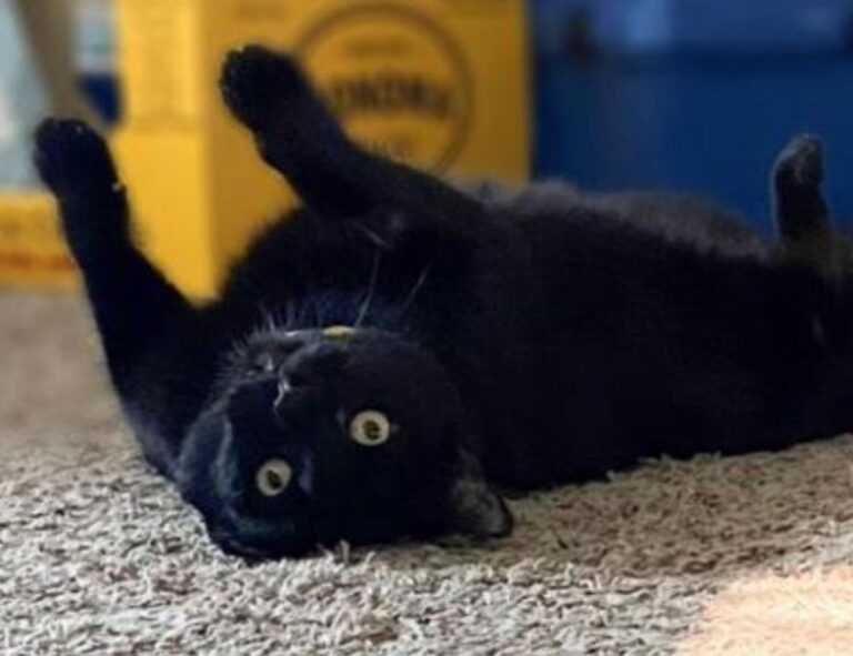 emociones personajes de intensamente para colorear