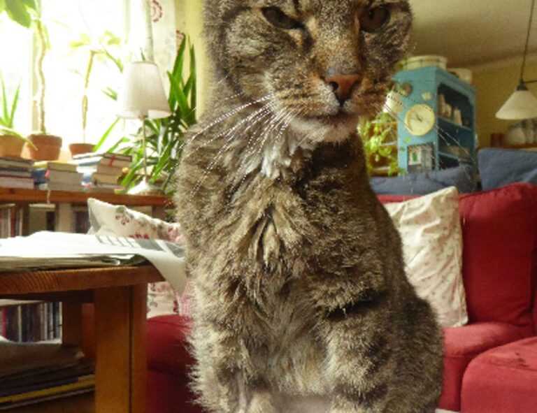 hauska syntymäpäivä gif