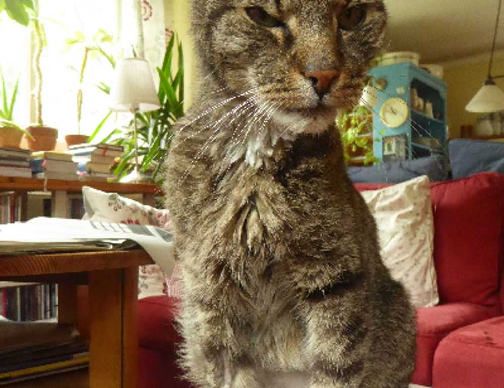 hauska syntymäpäivä gif