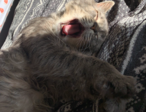 libra hari ini gemintang