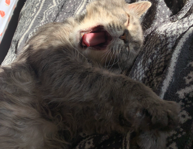 libra hari ini gemintang