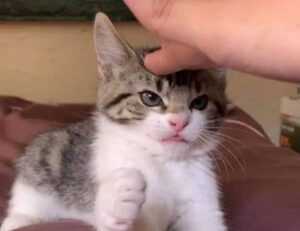 naughty america tele