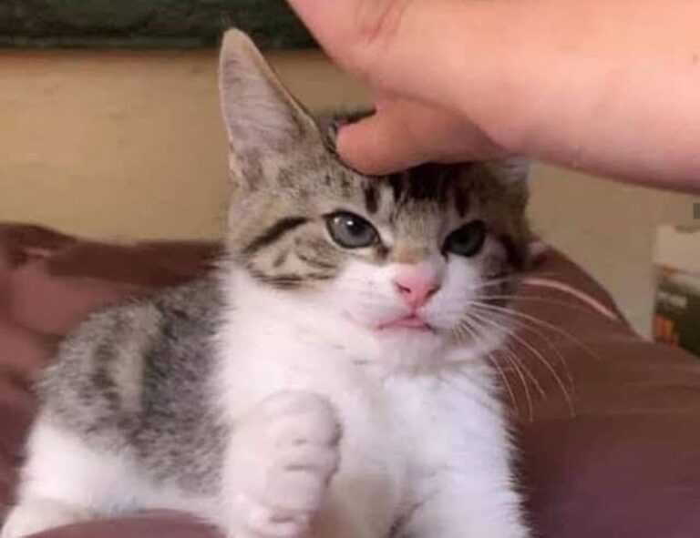 naughty america tele