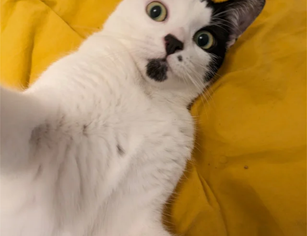 nuevo hijo alfa viejo padre omega tmo