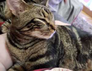 wallpaper al quran cantik