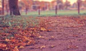 wallpaper:cn3ispl8wgc= cinnamoroll