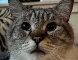 ya abaz zahro lirik arab