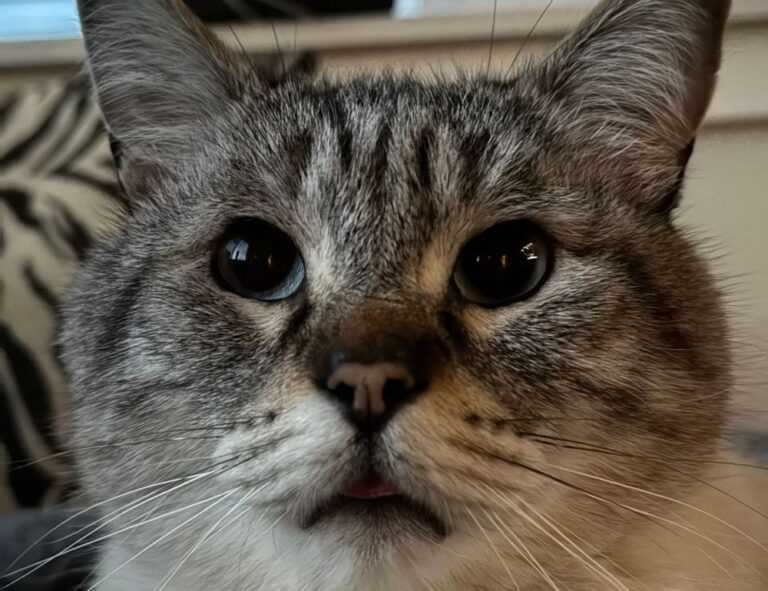 ya abaz zahro lirik arab